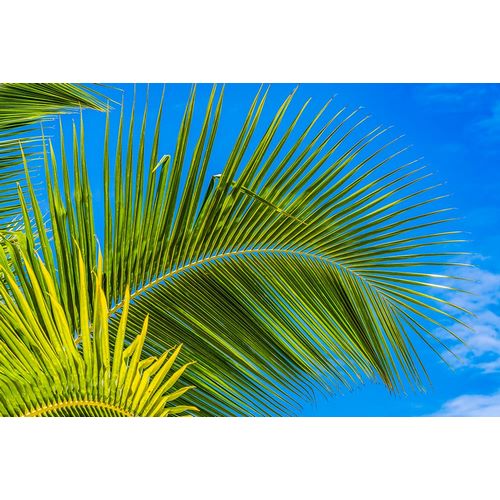 Perry, William 아티스트의 Green palm fronds-Moorea-Tahiti-French Polynesia작품입니다.